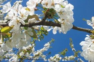 Voir le détail de cette oeuvre: Cerisiers en fleur