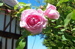 Voir le détail de cette oeuvre: Rose du jardin